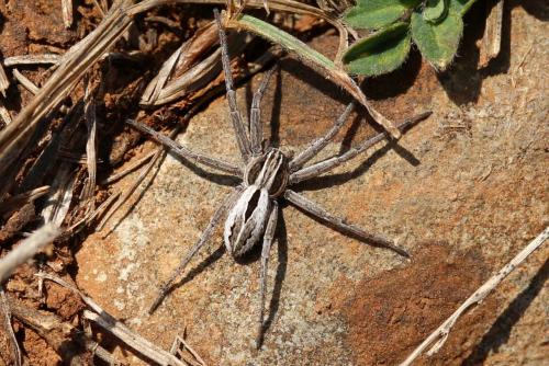 Thanatus sp.